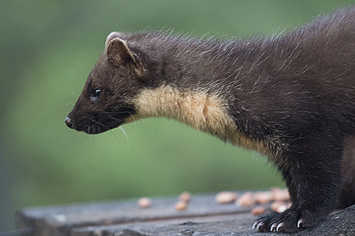 Pine Marten